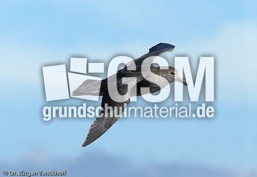 Riesensturmvogel (29 von 32).jpg